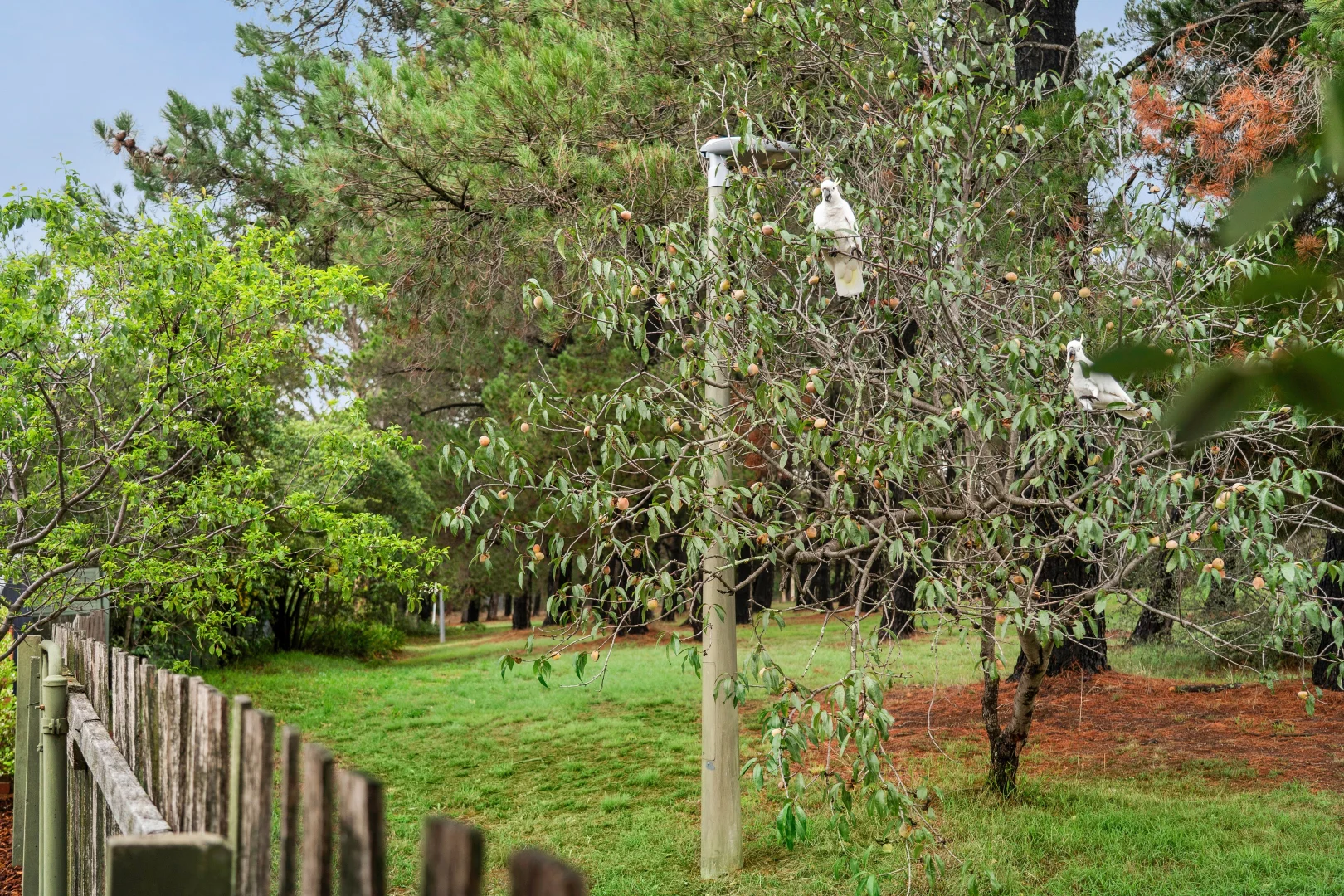 Photo of 64 Baracchi Crescent, Giralang ACT 2617